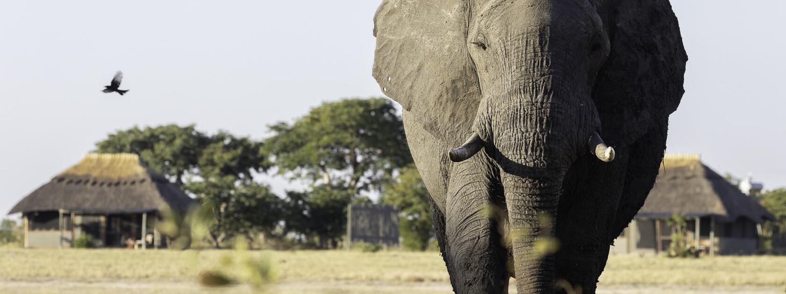 Elephant in foreground in front of Camp Hwange
