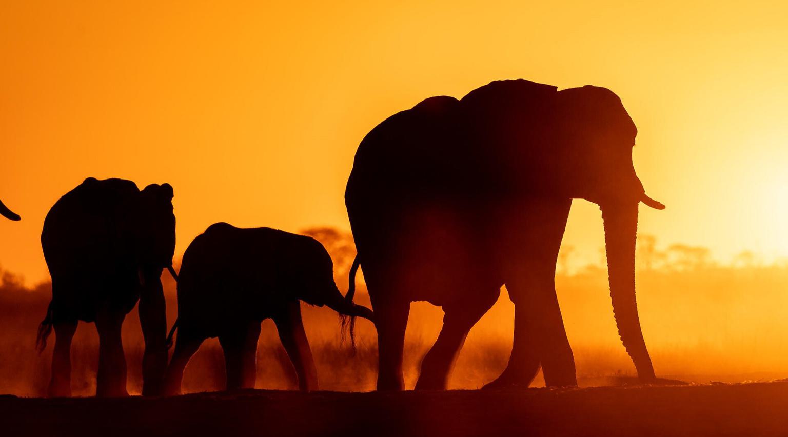 3 elephants train at Sunset Davisons Hwange