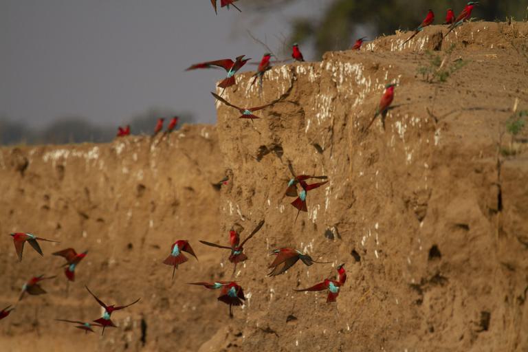 Carmine Bee Eaters flying into Riverbank Nyamatusi Camp