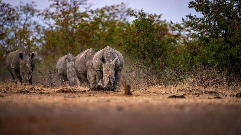 4 rhinos walking towards camera Singita Pamushana Lodge