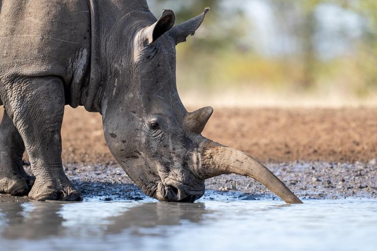 Rhino close up of horn Singita Pamushana Lodge Zimbabwe