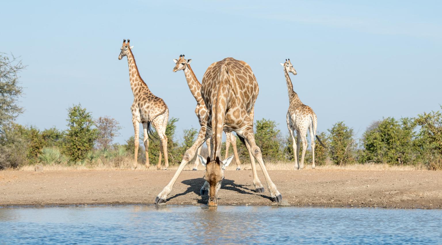 Giraffe with legs splayed at waterhole singita pamushana zimbabwe