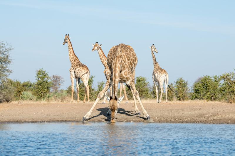 Giraffe with legs splayed at waterhole singita pamushana zimbabwe
