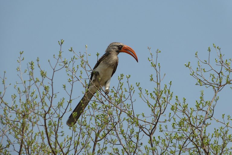Hornbill Somalisa Expeditions Hwange