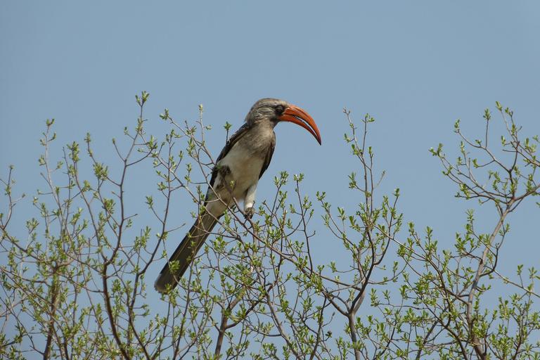 Hornbill Somalisa Expeditions Hwange