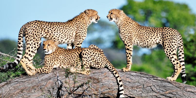 3 Cheetah on tree branch The Hide Hwange