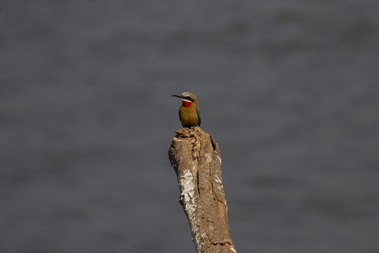 Bird on tree stump in river Zambezi Expeditions Mana Pools