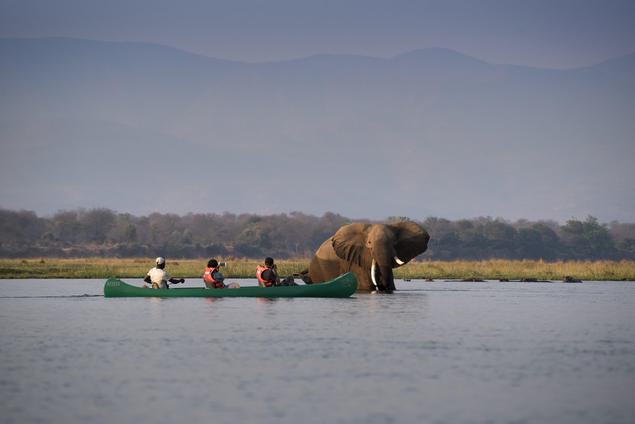Elephant in river with Canoe Zambezi Expeditions Mana Pools