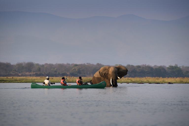 Elephant in river with Canoe Zambezi Expeditions Mana Pools