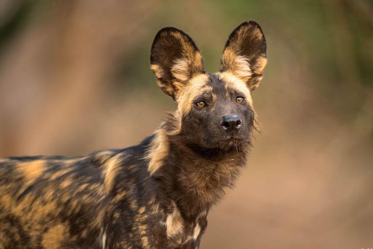 Wild Dog Mana Pools Zambezi Expeditions