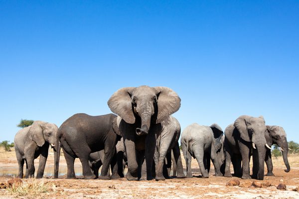Hwange Elephants SS