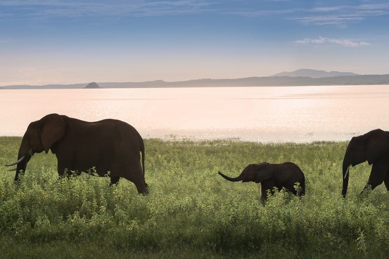Elephant train by Lake Kariba Bumi Hills