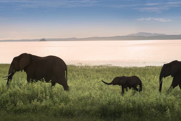 Elephant train by Lake Kariba Bumi Hills