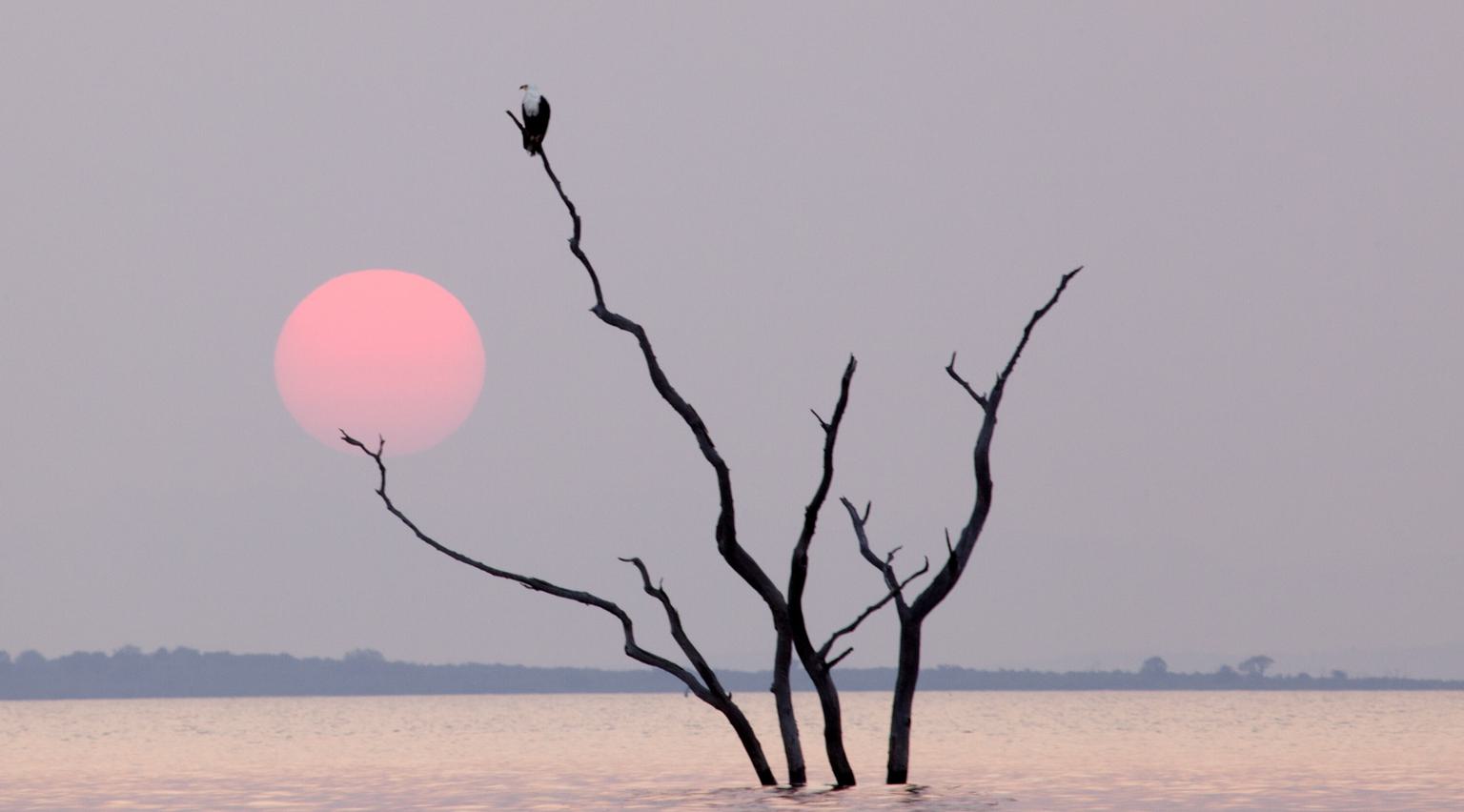 Lake Kariba Bird on tree sunset