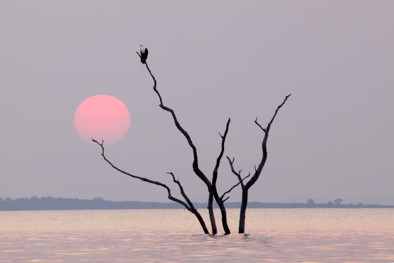 Lake Kariba Bird on tree sunset