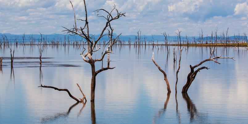 Skeleton trees Lake Kariba SS