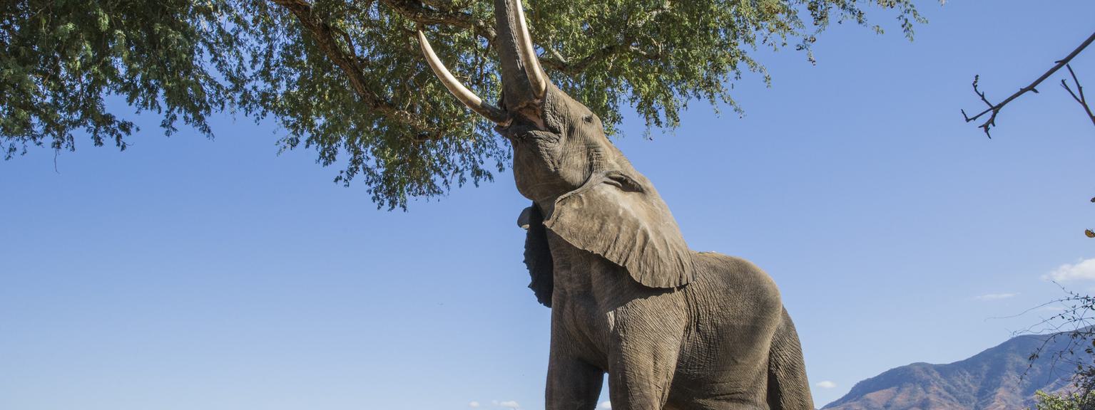 Bull Elephant Mana Pools SS