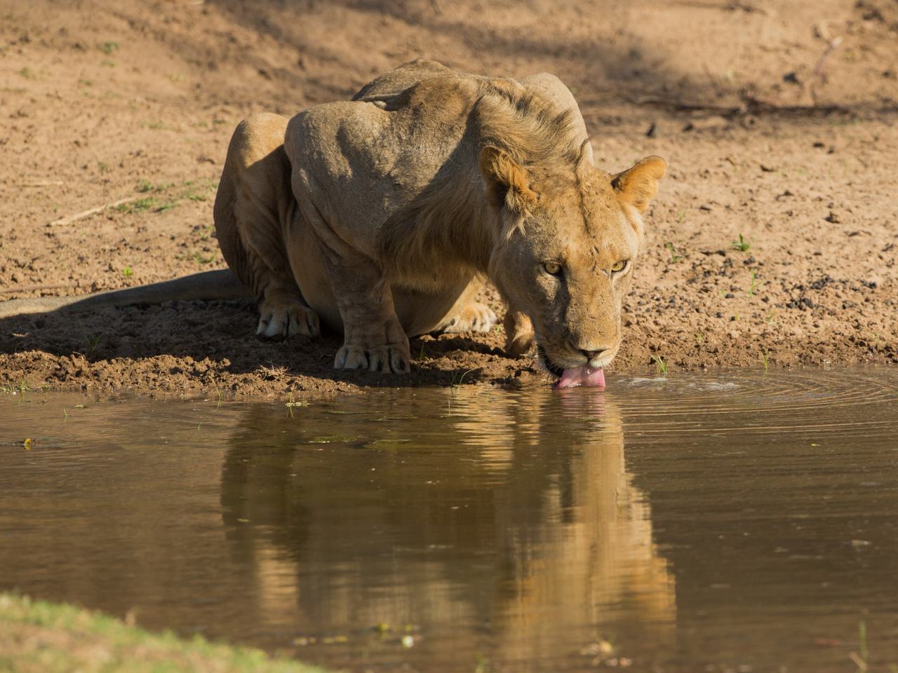 Lioness drinking at Mana Pools SS Hero