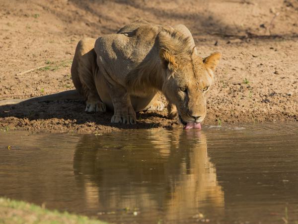 Lioness drinking at Mana Pools SS Hero
