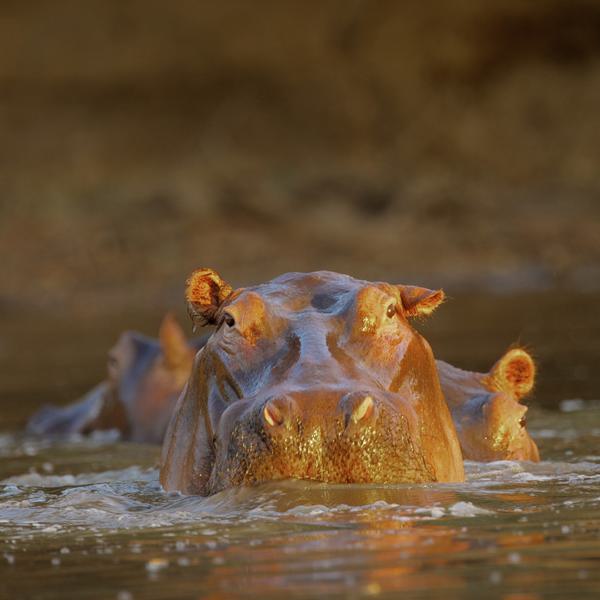 Mana Pools Hippo SS portrait