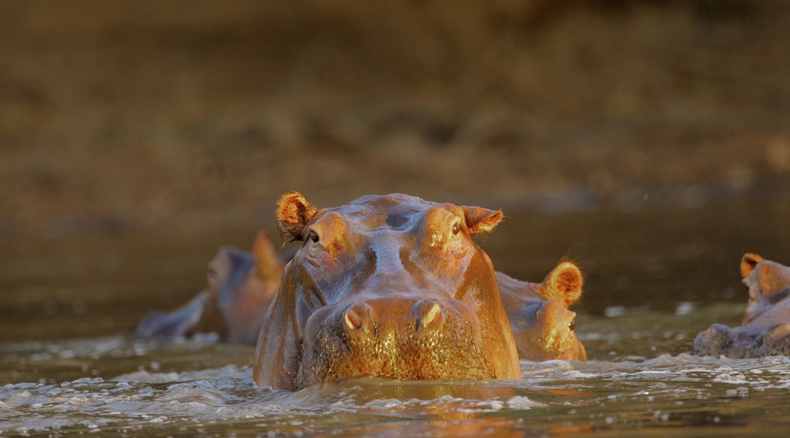 Mana Pools Hippo SS