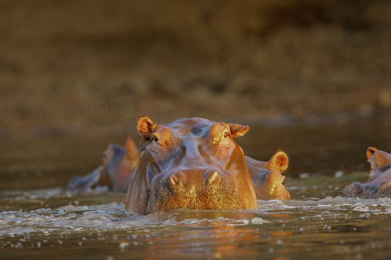 Mana Pools Hippo SS