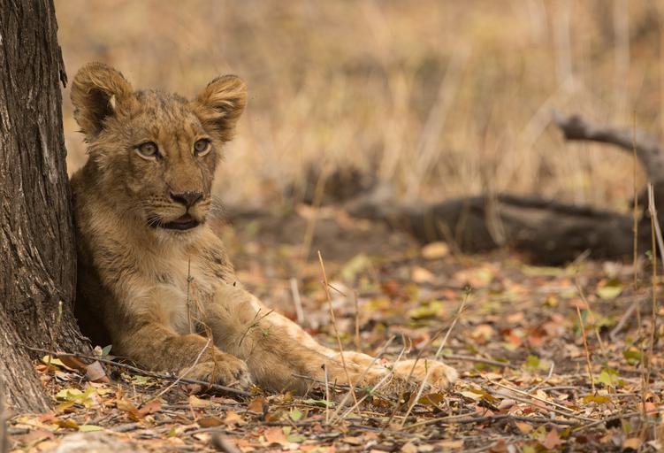 Mana Pools Lion Cub Under tree SS