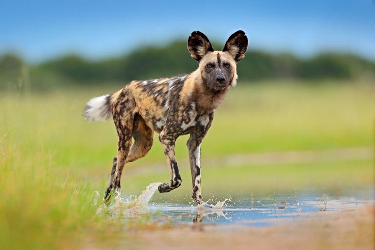 Mana Pools Wild dog SS