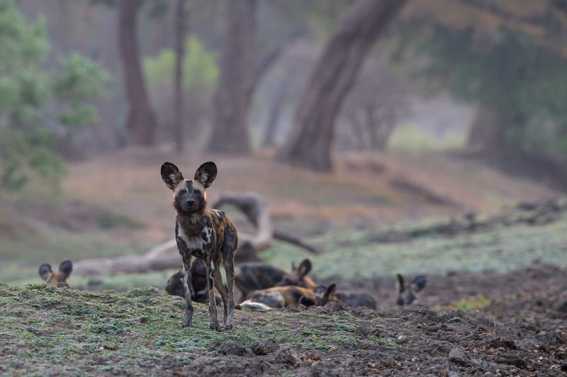 Wild Dogs Mana Pools SS