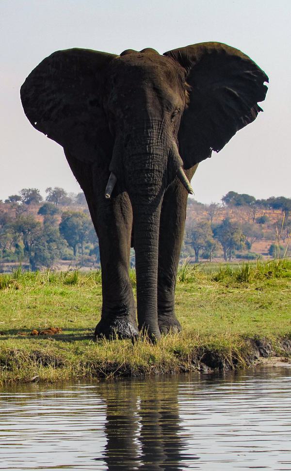 Lone Elephant Zambezi river itinerary index card SS