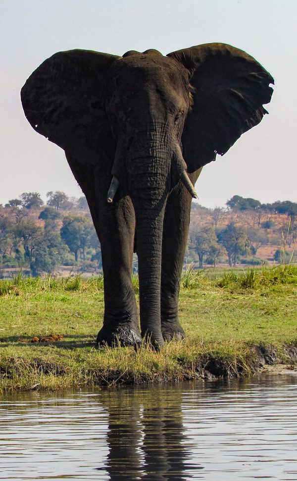Lone Elephant Zambezi river itinerary index card SS