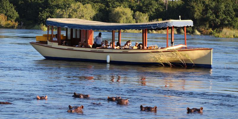 Zambezi river cruise hippo in water Victoria Falls