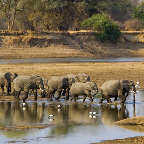 Elephants crossing river South Luangwa SS SQUARE