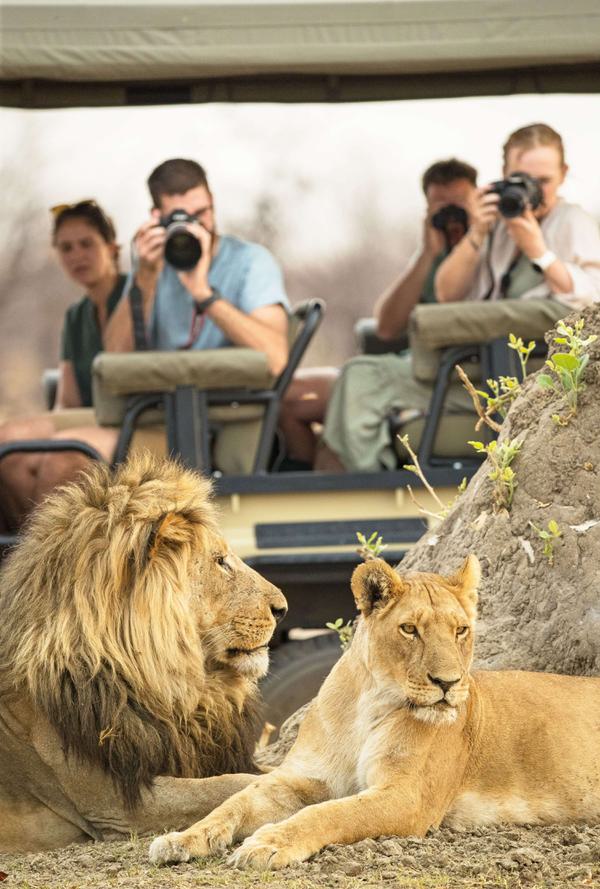 Game Drive savute region 2 lions cameras