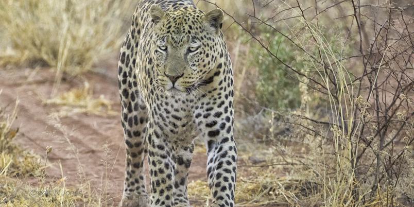 Leopard walking at Okonjima Itinerary image credit N Jones