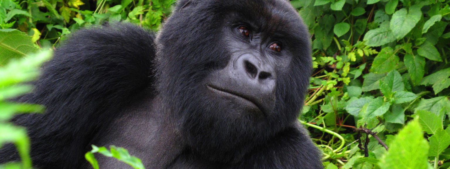 Lone Gorilla Volcano NP SS