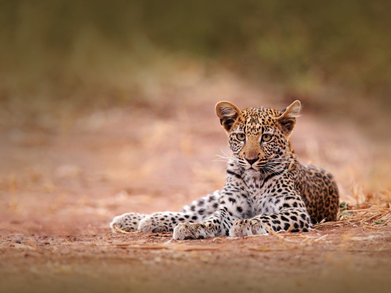 Lone leopard sat on track Hwange Itinerary Hero SS