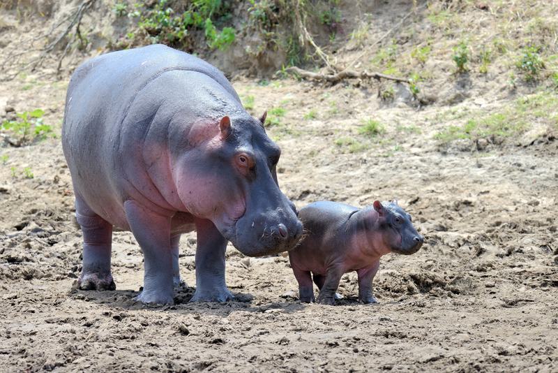 Masai Mara Hippo SS