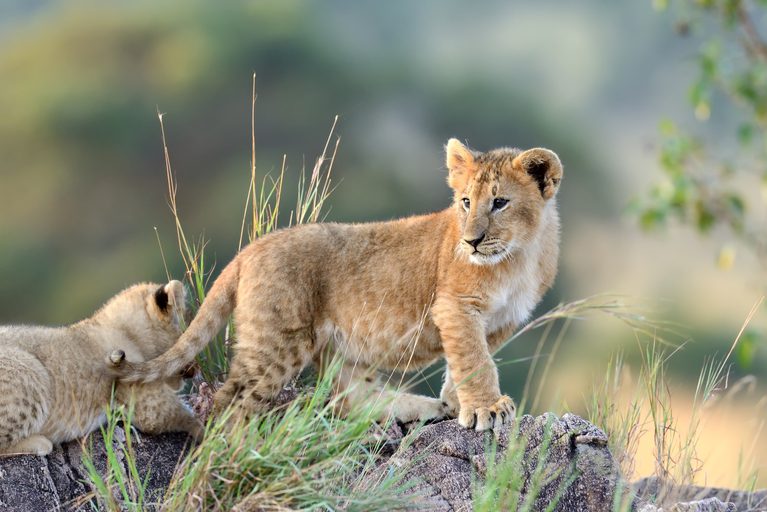 Masai Mara Lion Cub SS