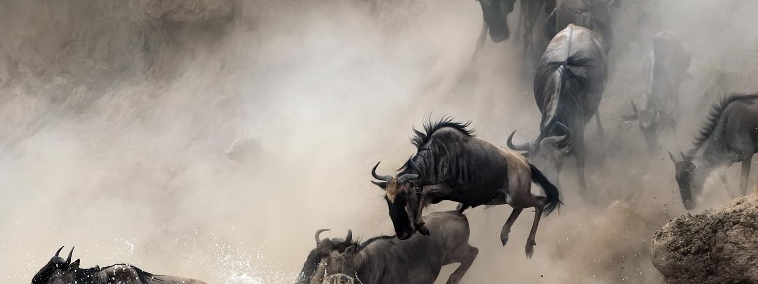 Masai Mara Migration Wildebeest SS