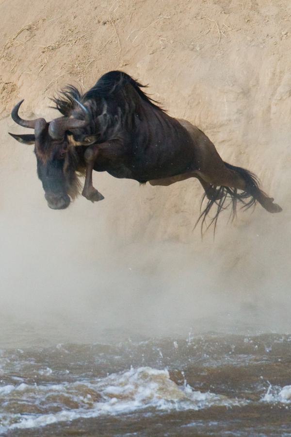 Masai Mara Migration Wildebeest jumping over river SS Portrait card