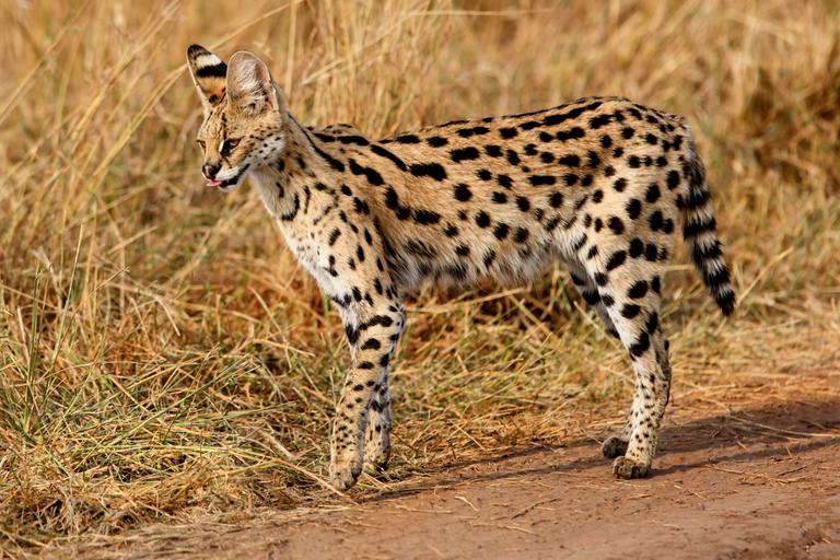 Masai Mara Serval Cat SS