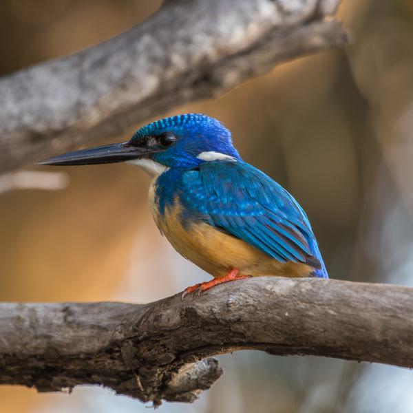 Musekese birdlife SQUARE