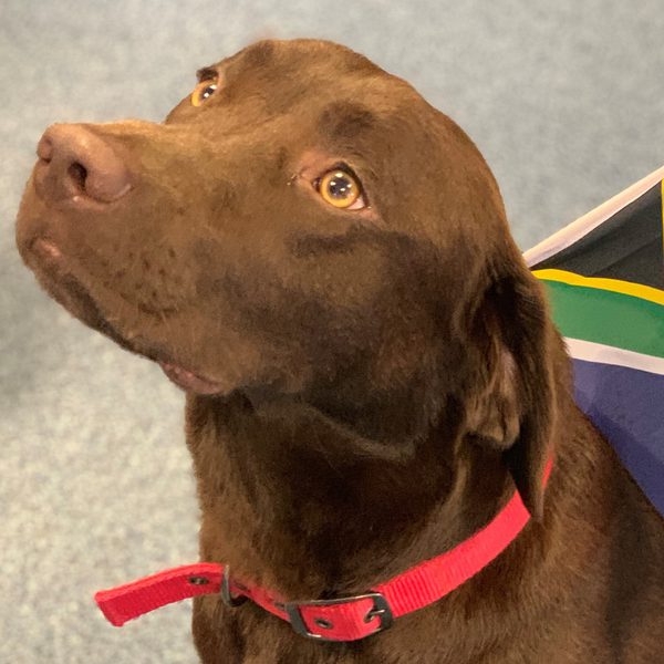 Alfie SA Flag Card