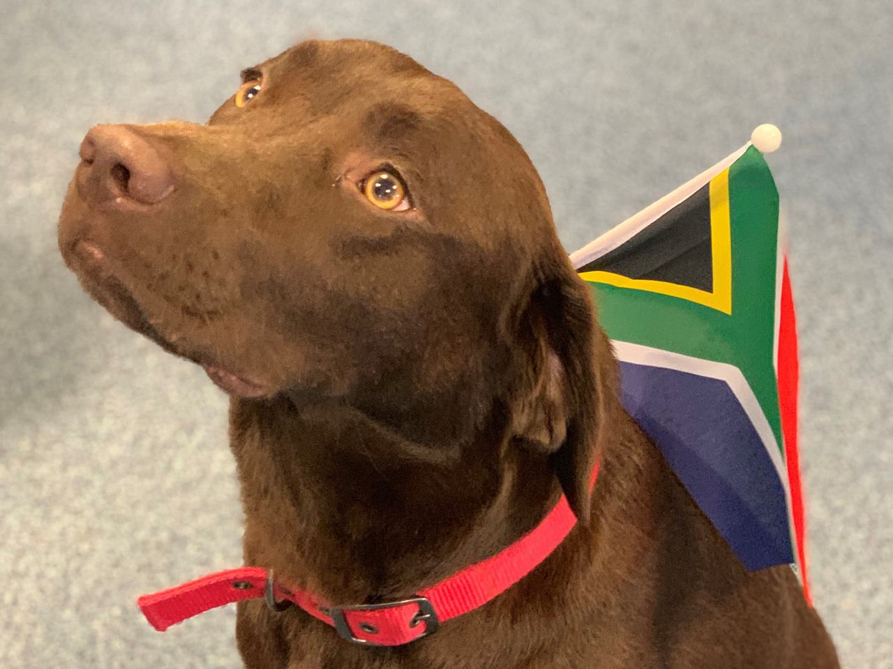 Alfie looking up SA flag landscape