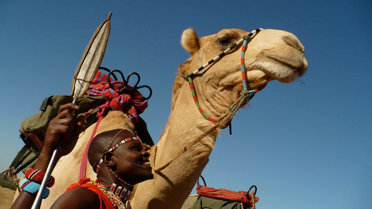 Camel and Maasai Warrior Karisia Safari Scenes