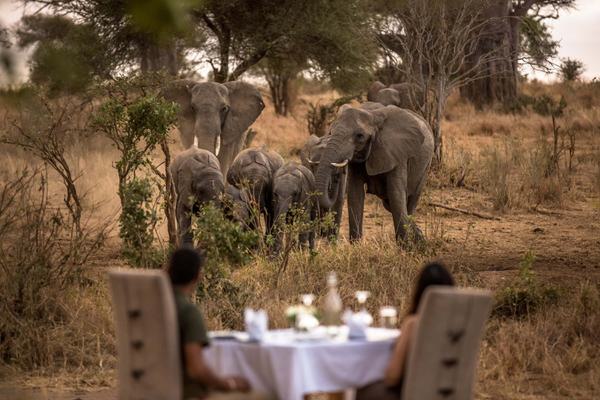 Romantic dinner with elephants nimali tarangire