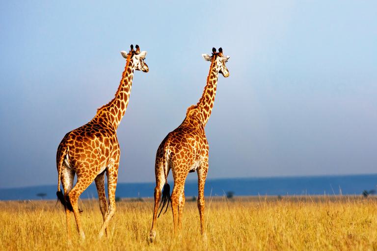Two Masai Mara Giraffes in sunset SS