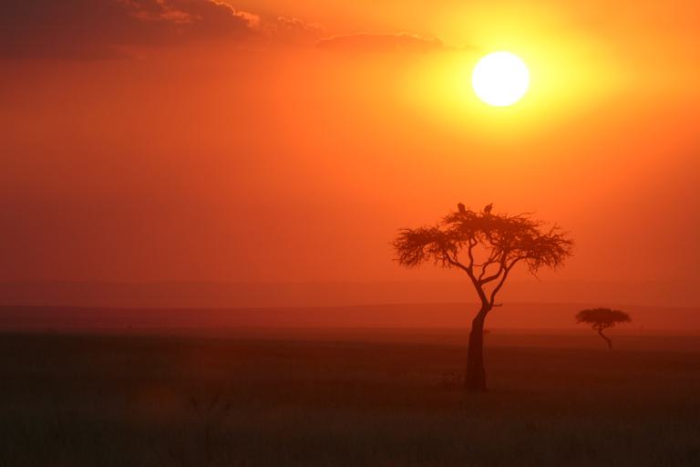 Vultures at sunset in Masai Mara