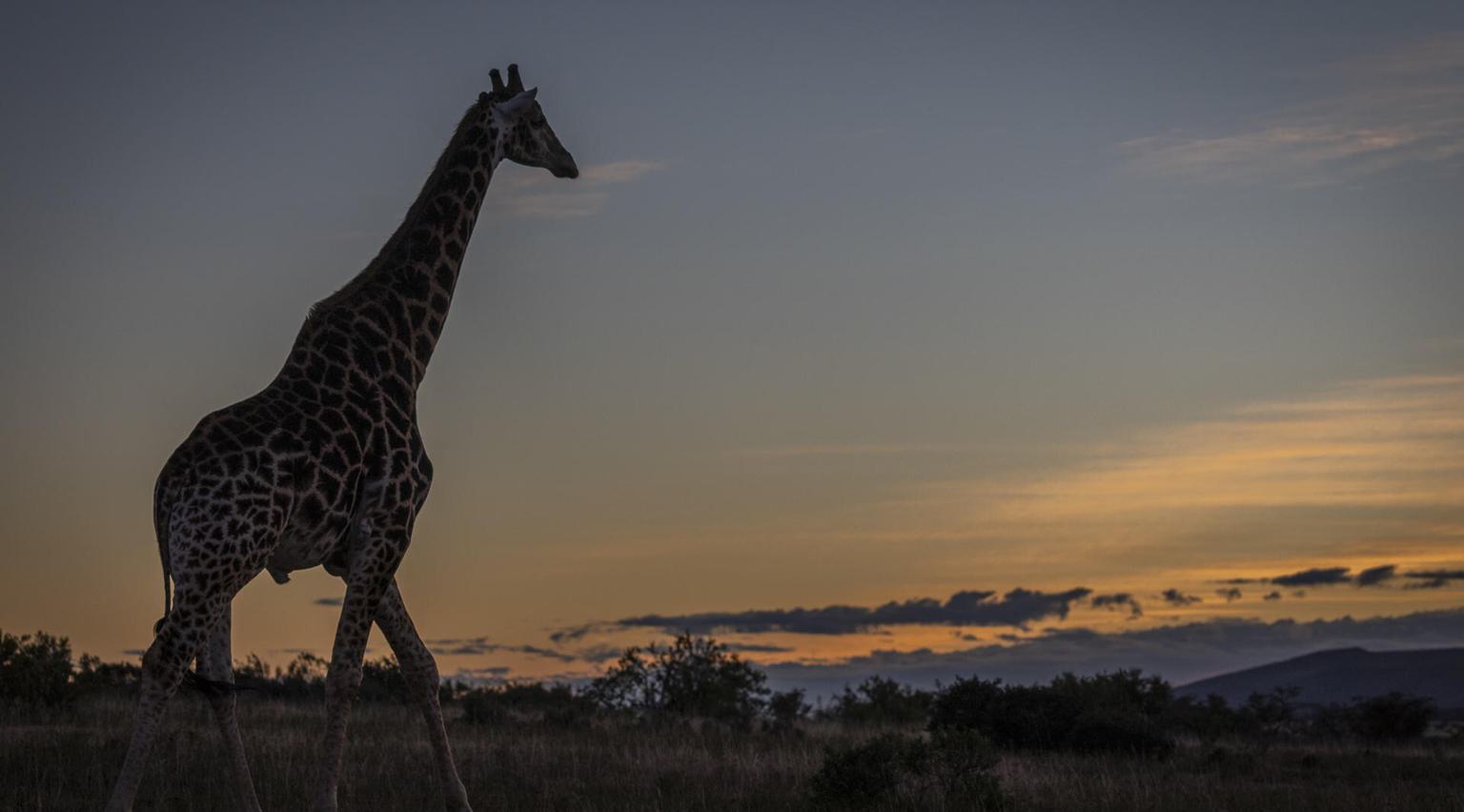 Giraffe silhouette African Sunset Pumba South Africa